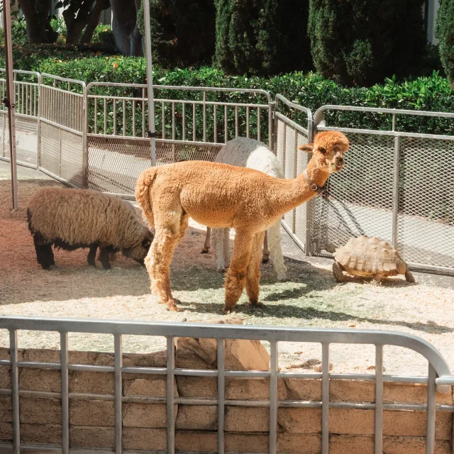 Animals event photography